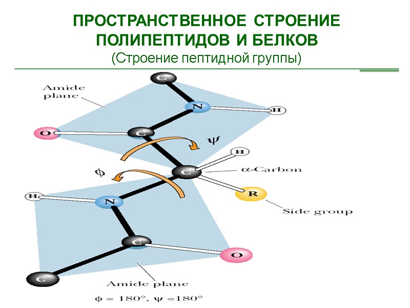 ПРОСТРАНСТВЕННОЕ СТРОЕНИЕ ПОЛИПЕПТИДОВ И БЕЛКОВ (Строение пептидной группы)